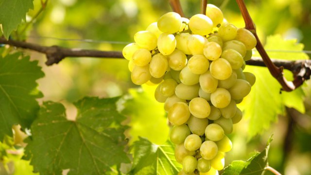 Falanghina quartieri spagnoli